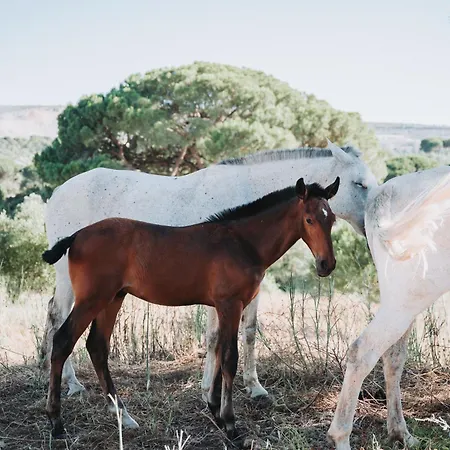 فيلة Casa De Calhariz *