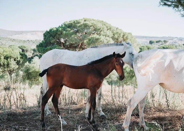 Villa Casa De Calhariz *